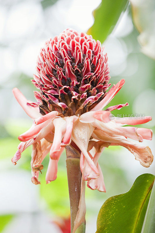 Etlingera Elatior或Torch Ginger